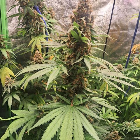 Amnésia  growlog timeline photo