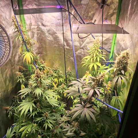 Amnésia  growlog timeline photo