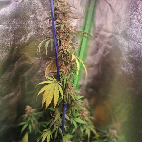 Amnésia  growlog timeline photo