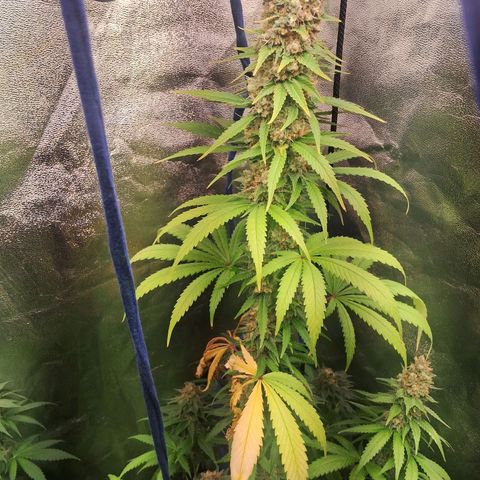 Amnésia  growlog timeline photo