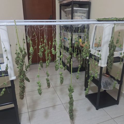 Amnésia  growlog timeline photo