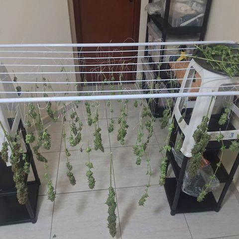 Amnésia  growlog timeline photo