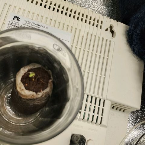 Amnésia  growlog photo: 

