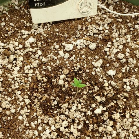 Amnésia  growlog photo: 
