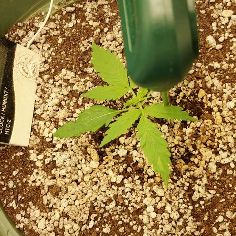 Amnésia  growlog timeline photo