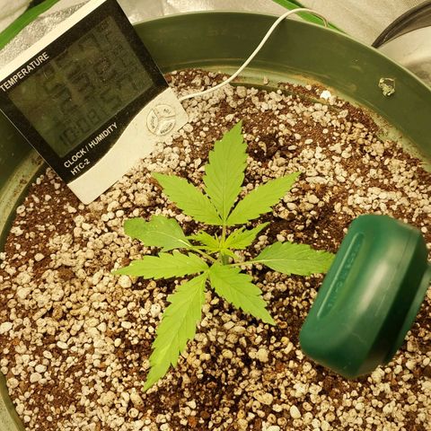 Amnésia  growlog timeline photo