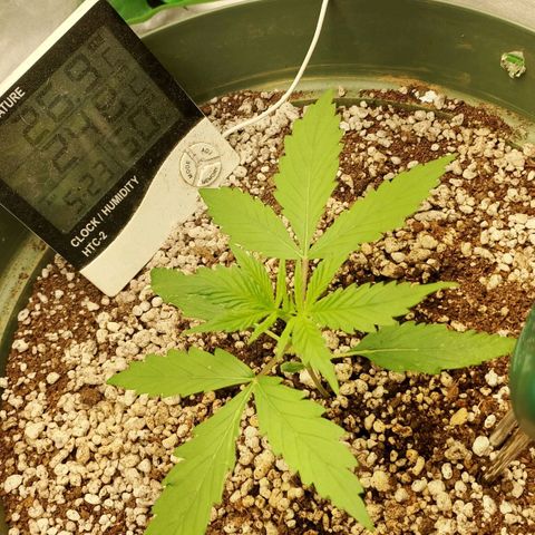 Amnésia  growlog timeline photo