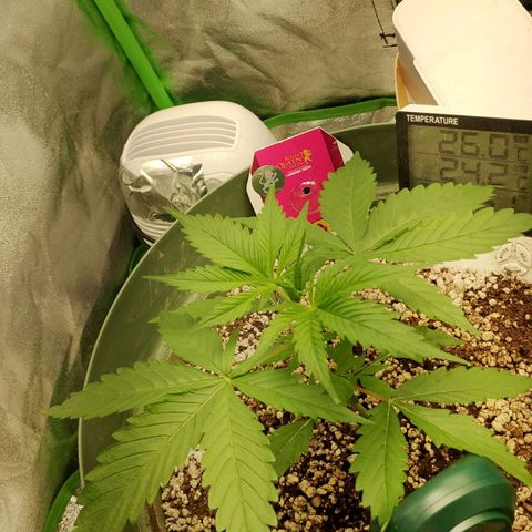 Amnésia  growlog timeline photo