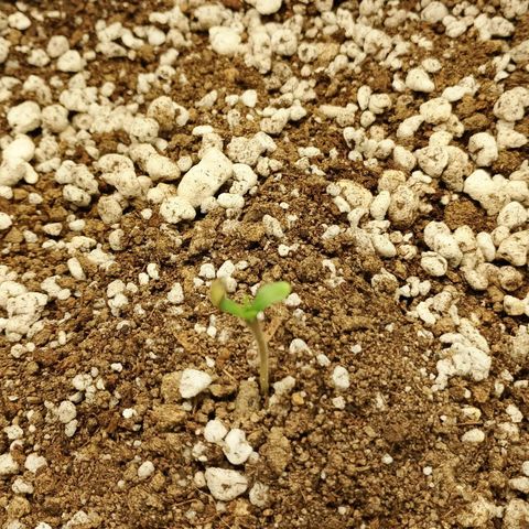 Amnésia  growlog photo: Purê glitter 