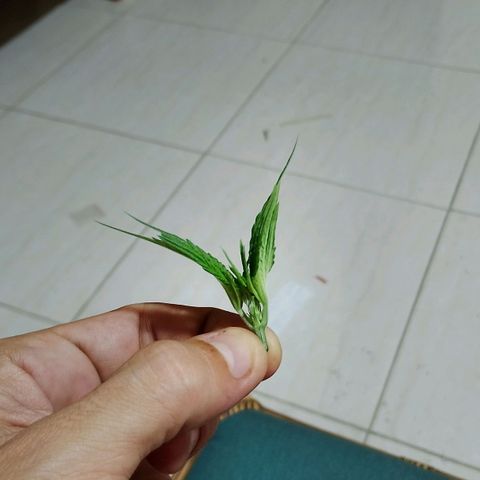 Amnésia  growlog timeline photo