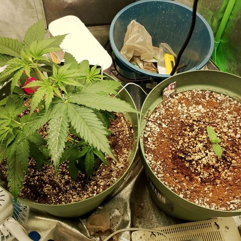 Amnésia  growlog timeline photo