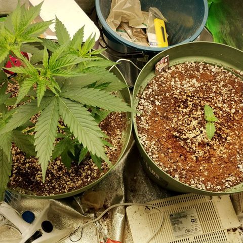 Amnésia  growlog timeline photo
