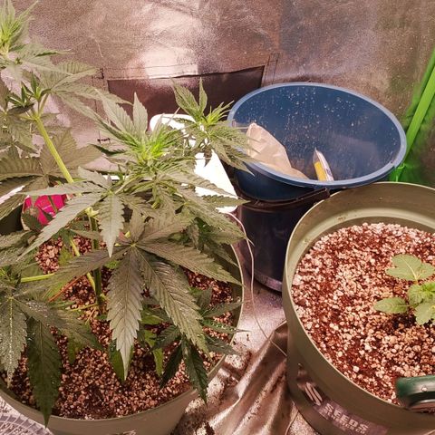 Amnésia  growlog timeline photo