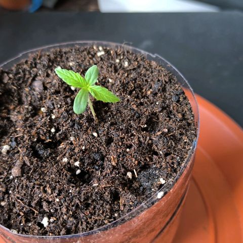 Auto critical  growlog photo: Пересадил таблетку в чуть больший объём. Закопал стебель поглубже. 