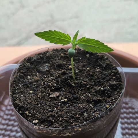 Auto critical  growlog photo: Я так понимаю в срок, объявленный продавцом не получится уложиться. Стебель после пересадки вытягивается. Вечером, по совету друзей , ставлю под лампу. ПТН ХЛО ПНХ 