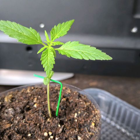 Auto critical  growlog photo: Растишка вытянулась