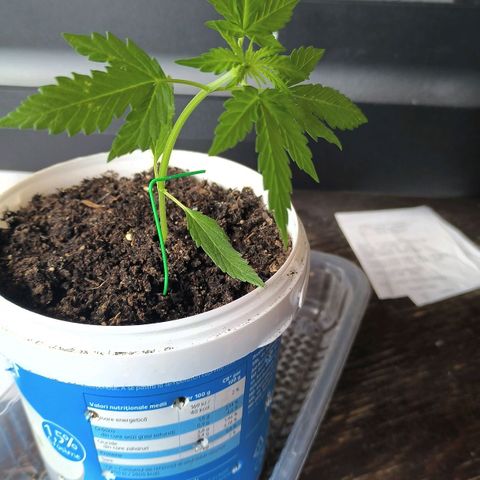 Auto critical  growlog photo: Сегодня месяц с зерна. Медленно растёт. Высота 11 см. 