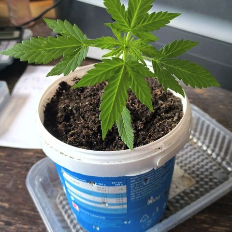 Auto critical  growlog photo: Сегодня месяц с зерна. Медленно растёт. Высота 11 см. 