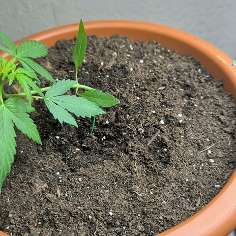 Auto critical  growlog photo:  Окончательная пересадка, я надеюсь+ пригиб к земле