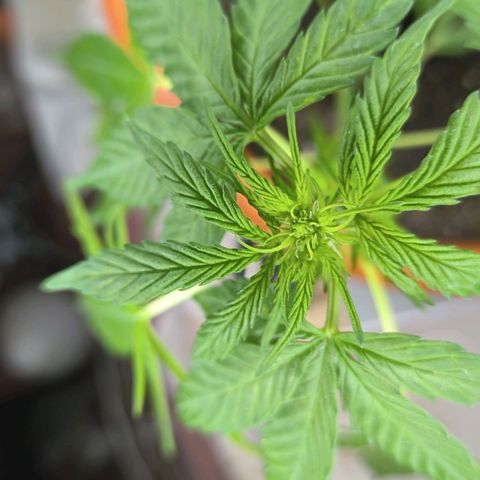 Auto critical  growlog photo: Выношу на улицу, но при сильном ветре страдают подсыхают части листа. Но в целом появляются новые листья и побеги. Ствол очень плотный. 