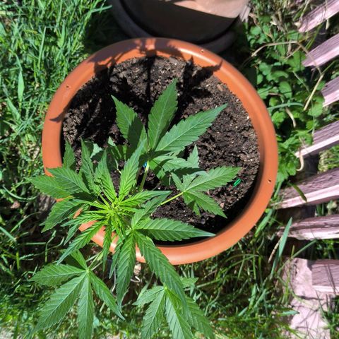 Auto critical  growlog photo: Выношу на улицу, но при сильном ветре страдают подсыхают части листа. Но в целом появляются новые листья и побеги. Ствол очень плотный. 