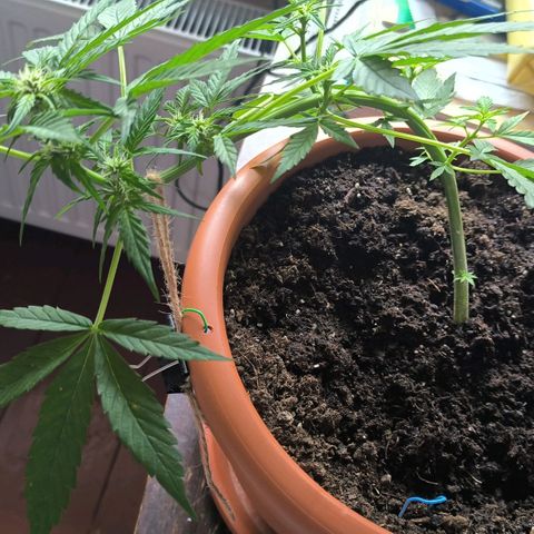 Auto critical  growlog photo: Начался предцвет. Периодически выношу по двор