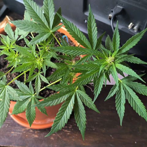 Auto critical  growlog photo: Начался предцвет. Периодически выношу по двор