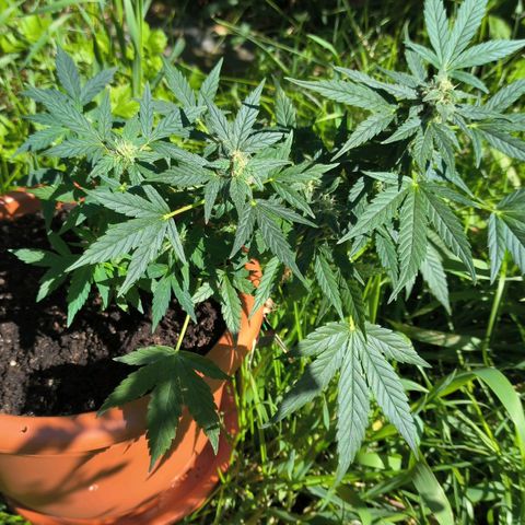 Auto critical  growlog photo: Периодически во дворе. Приятный запах шишек. 