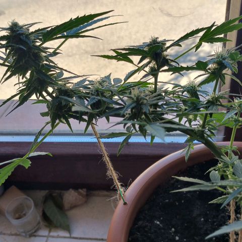 Auto critical  growlog photo: Периодически во дворе. Приятный запах шишек. 