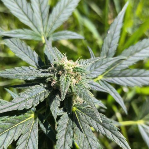 Auto critical  growlog photo: Периодически во дворе. Приятный запах шишек. 