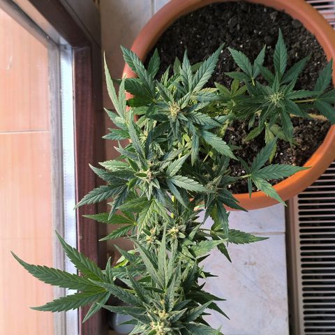 Auto critical  growlog photo: Ночь дома, день во дворе. 