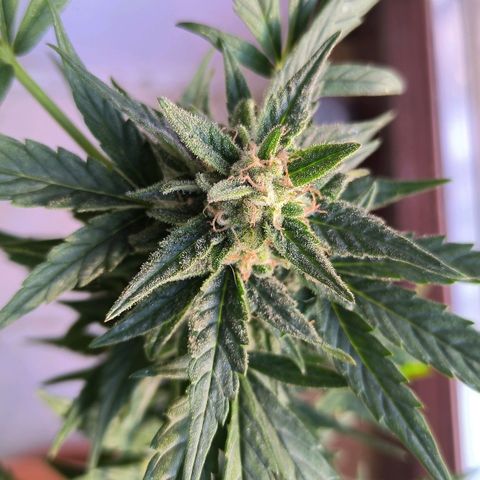 Auto critical  growlog photo: Ночь дома, день во дворе. 