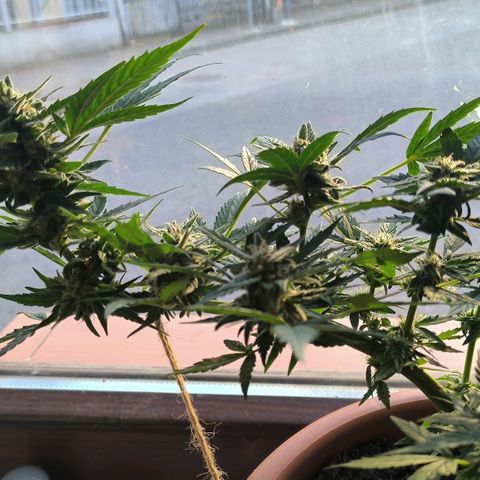 Auto critical  growlog photo: Ночь дома, день во дворе. 
