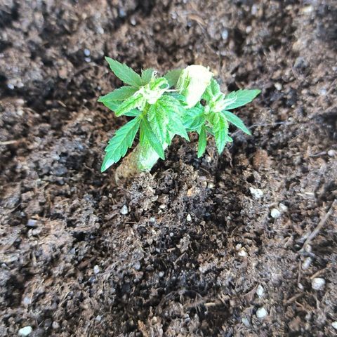 Auto critical  growlog photo: В итоге получилась очень миниатюрная девочка с отличным эффектом. 