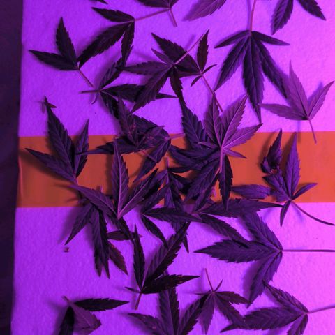 Auto critical  growlog photo: В итоге получилась очень миниатюрная девочка с отличным эффектом. 