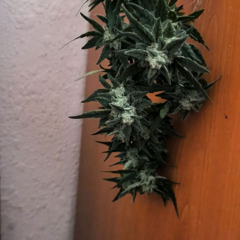 Auto critical  growlog photo: В итоге получилась очень миниатюрная девочка с отличным эффектом. 
