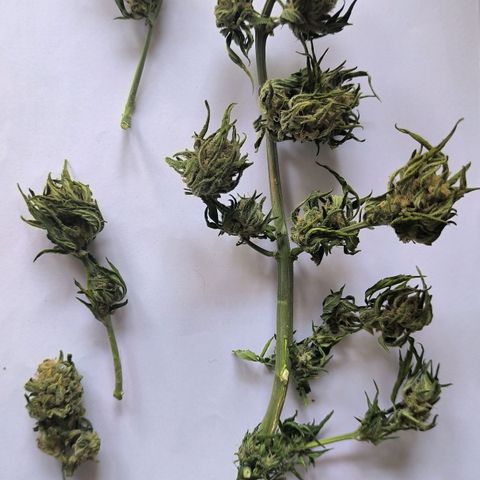 Auto critical  growlog photo: Вес 10,25 гр.