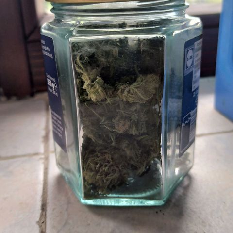 Auto critical  growlog photo: Вес 10,25 гр.