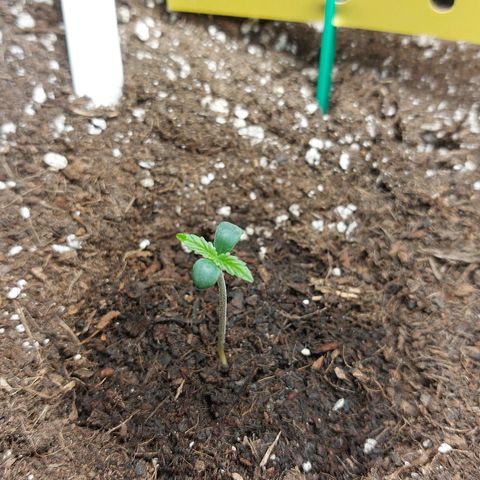 Moonlight Auto - Naledi Seeds growlog timeline photo