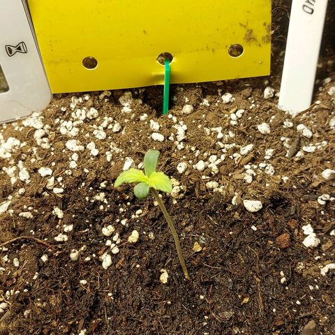 Auto Orange Bud growlog timeline photo