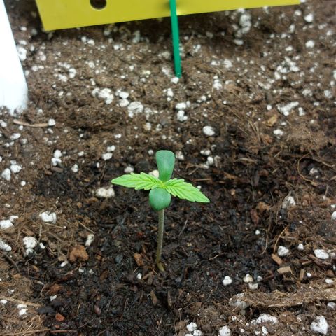 Moonlight Auto - Naledi Seeds growlog timeline photo