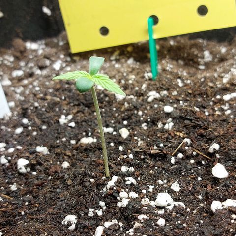 Moonlight Auto - Naledi Seeds growlog timeline photo