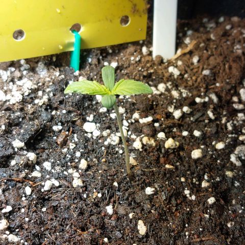 Auto Orange Bud growlog timeline photo