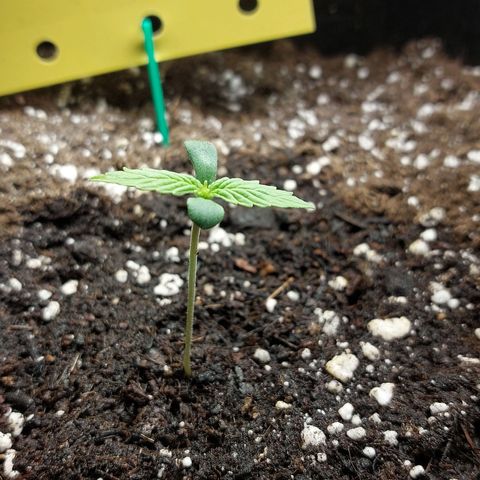 Moonlight Auto - Naledi Seeds growlog timeline photo