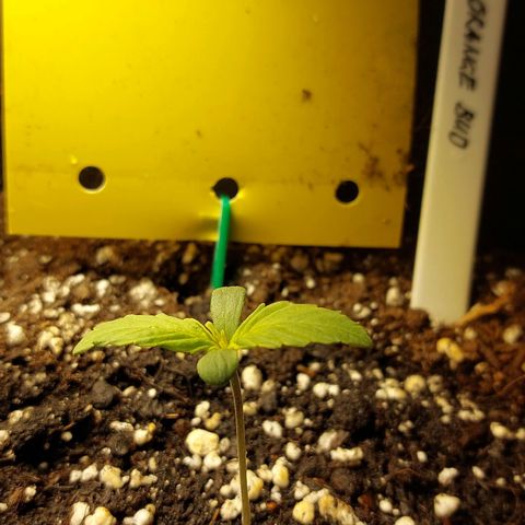 Auto Orange Bud growlog timeline photo