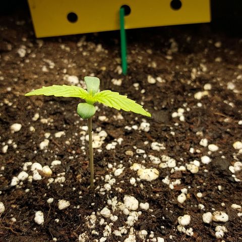 Moonlight Auto - Naledi Seeds growlog timeline photo