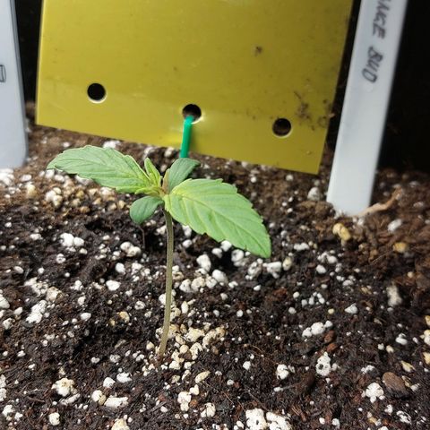 Auto Orange Bud growlog timeline photo