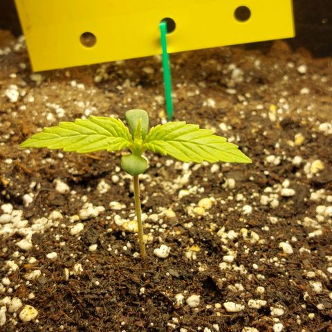 Moonlight Auto - Naledi Seeds growlog timeline photo