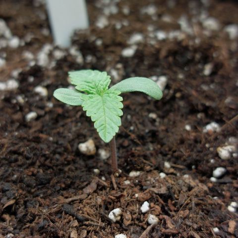 Titan Gorilla Auto growlog timeline photo