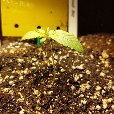 Auto Orange Bud growlog timeline photo